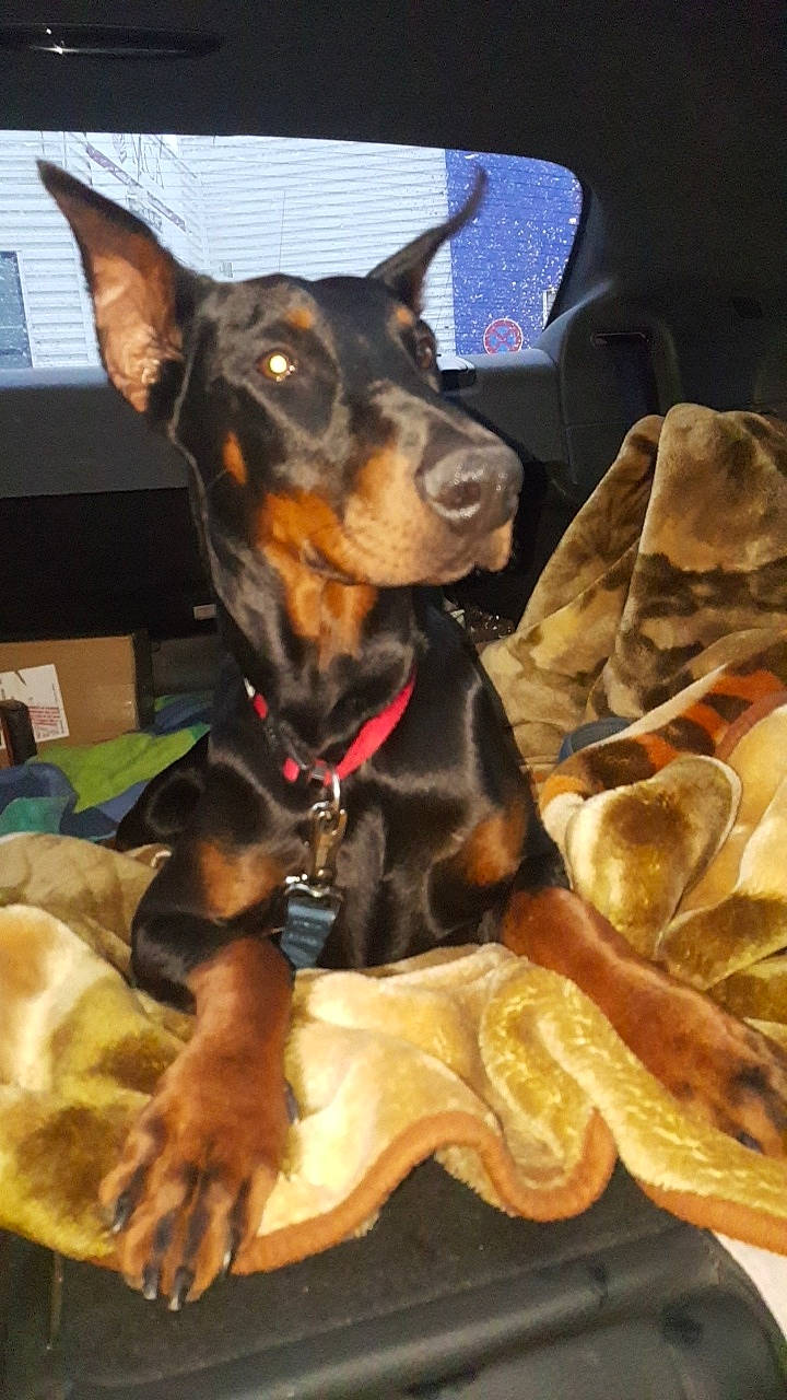 Prada a rejoint le concours — aidez-le/la à gagner de superbes lots ! canidae, carnivore, collar, dobermann, dog, dog_breed, ear, english_toy_terrier, german_pinscher, guard_dog, mammal, manchester_terrier, miniature_pinscher, pinscher, prazsky_krysarik, snout, toy_dog, toy_manchester_terrier, vertebrate, working_dog