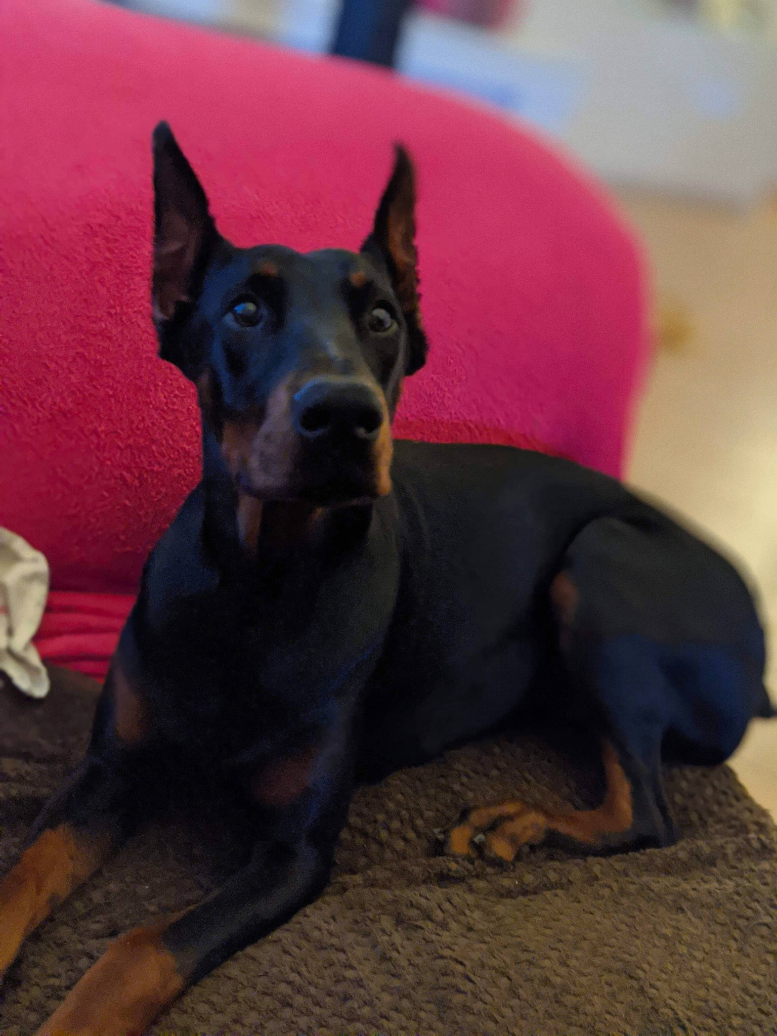 Prada a rejoint le concours — aidez-le/la à gagner de superbes lots ! black_and_tan_terrier, canidae, carnivore, dobermann, dog, dog_breed, ear, english_toy_terrier, german_pinscher, guard_dog, mammal, manchester_terrier, miniature_pinscher, pinscher, prazsky_krysarik, snout, toy_dog, toy_manchester_terrier, vertebrate, working_dog
