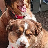 Lily And Ellie joined the competition — help win amazing prizes! dog, canine, pet, brown_fur, white_fur, tongue_out, happy, playful, outdoor, sunlight, collar, leash, carpet, closeup, two_dogs, muzzle, ears, expression, domestic_animal, companion