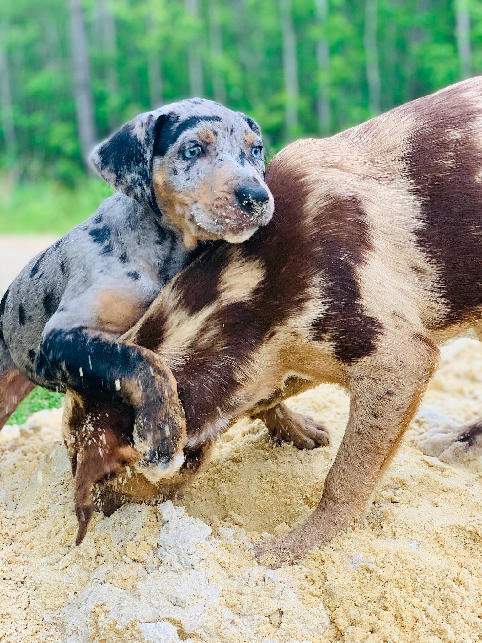 Chopper is registered to the contest to win money with this photo: canidae, carnivore, companion_dog, dog, dog_breed, fawn, hunting_dog, snout, soil, sporting_group, tail, terrestrial_animal, tree, wildlife, working_animal, working_dog