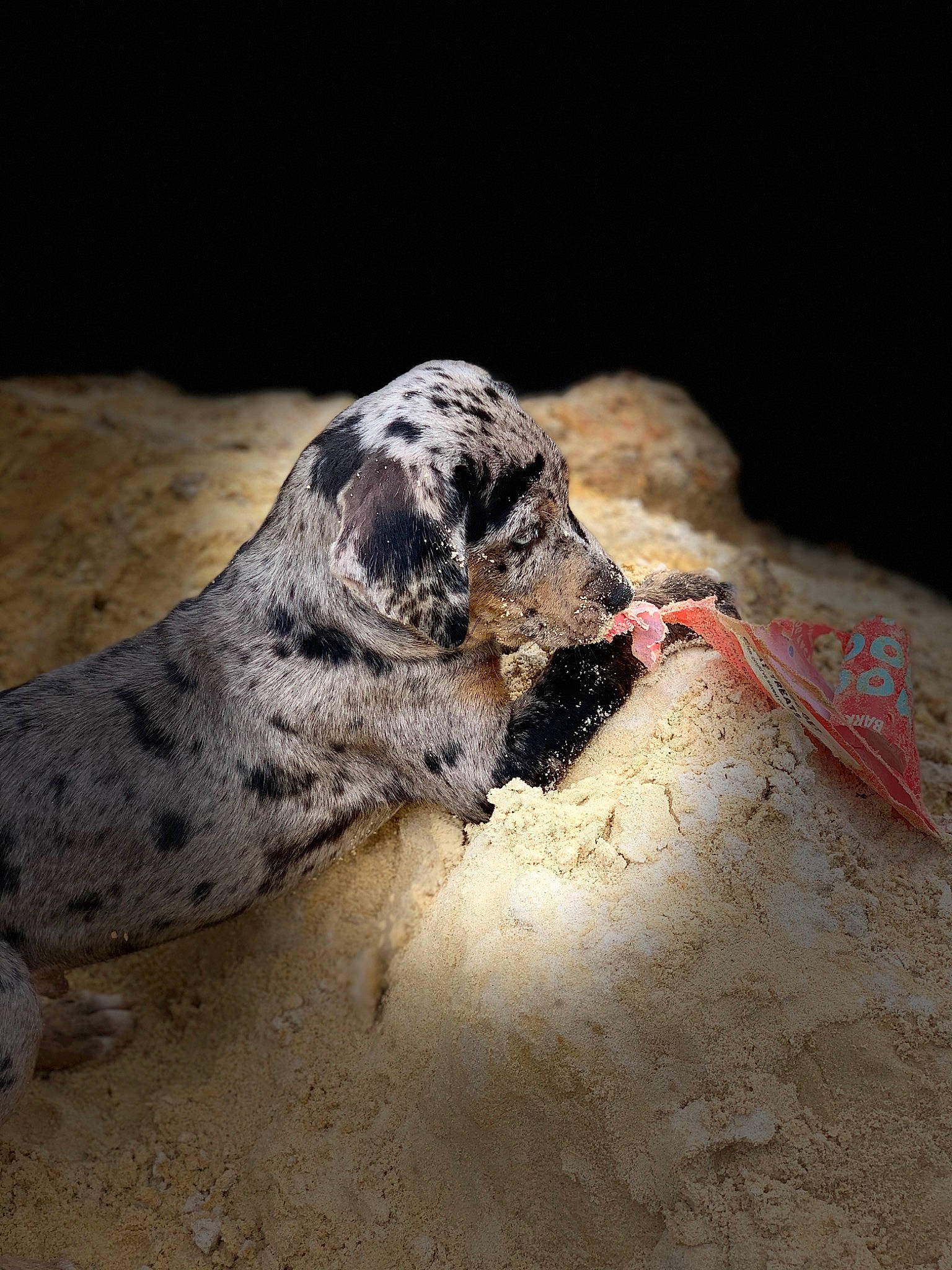 Chopper joined the competition — help win amazing prizes! art, canidae, carnivore, dog, dog_breed, metal, non_sporting_group, rock, sand, snout, soil, sporting_group, terrestrial_animal, wildlife, working_animal