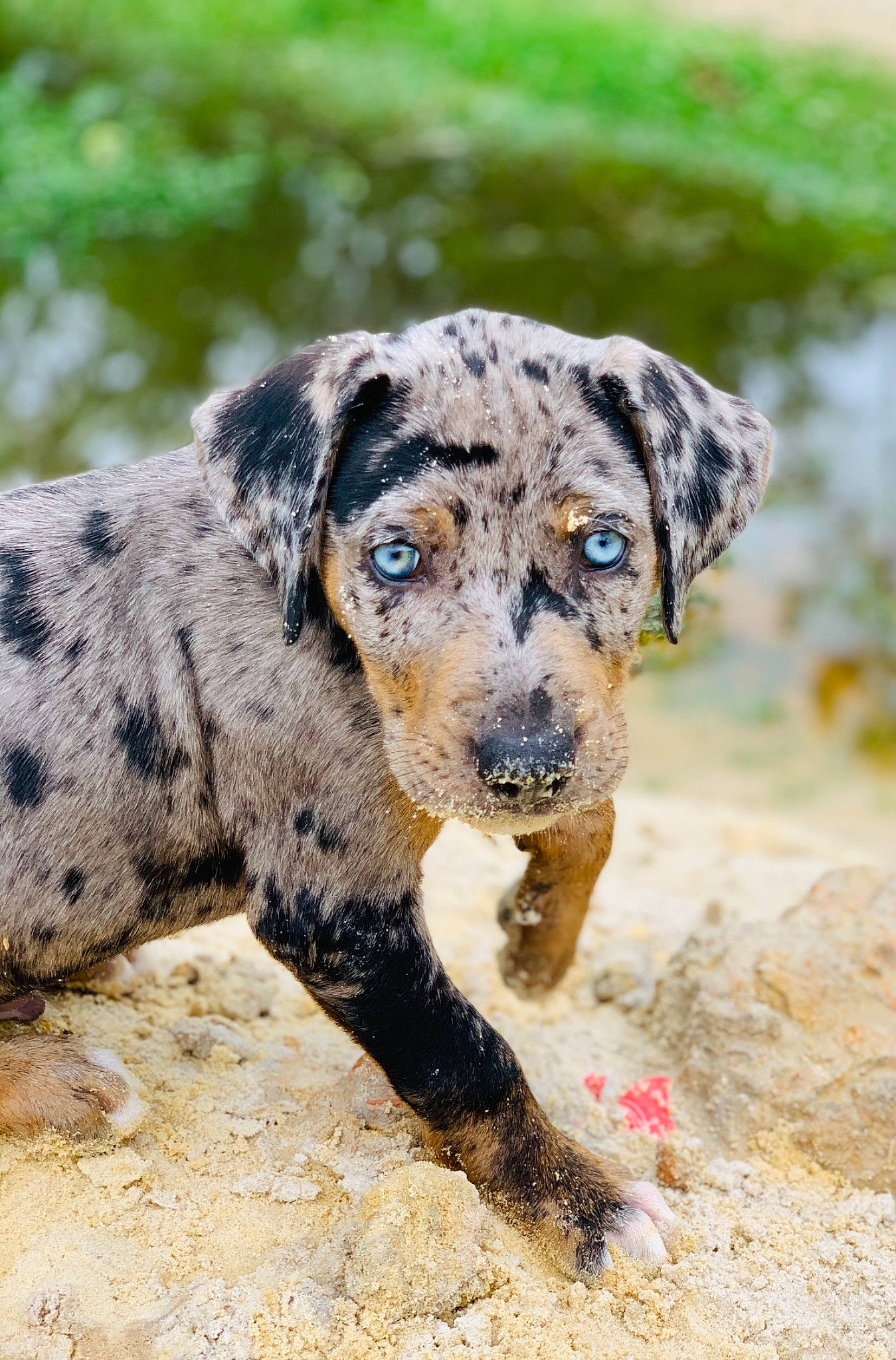 Chopper joined the competition — help win amazing prizes! canidae, carnivore, dog, dog_breed, eye, grass, hunting_dog, landscape, plant, rock, soil, sporting_group, street_dog, terrestrial_animal, water, working_animal, working_dog