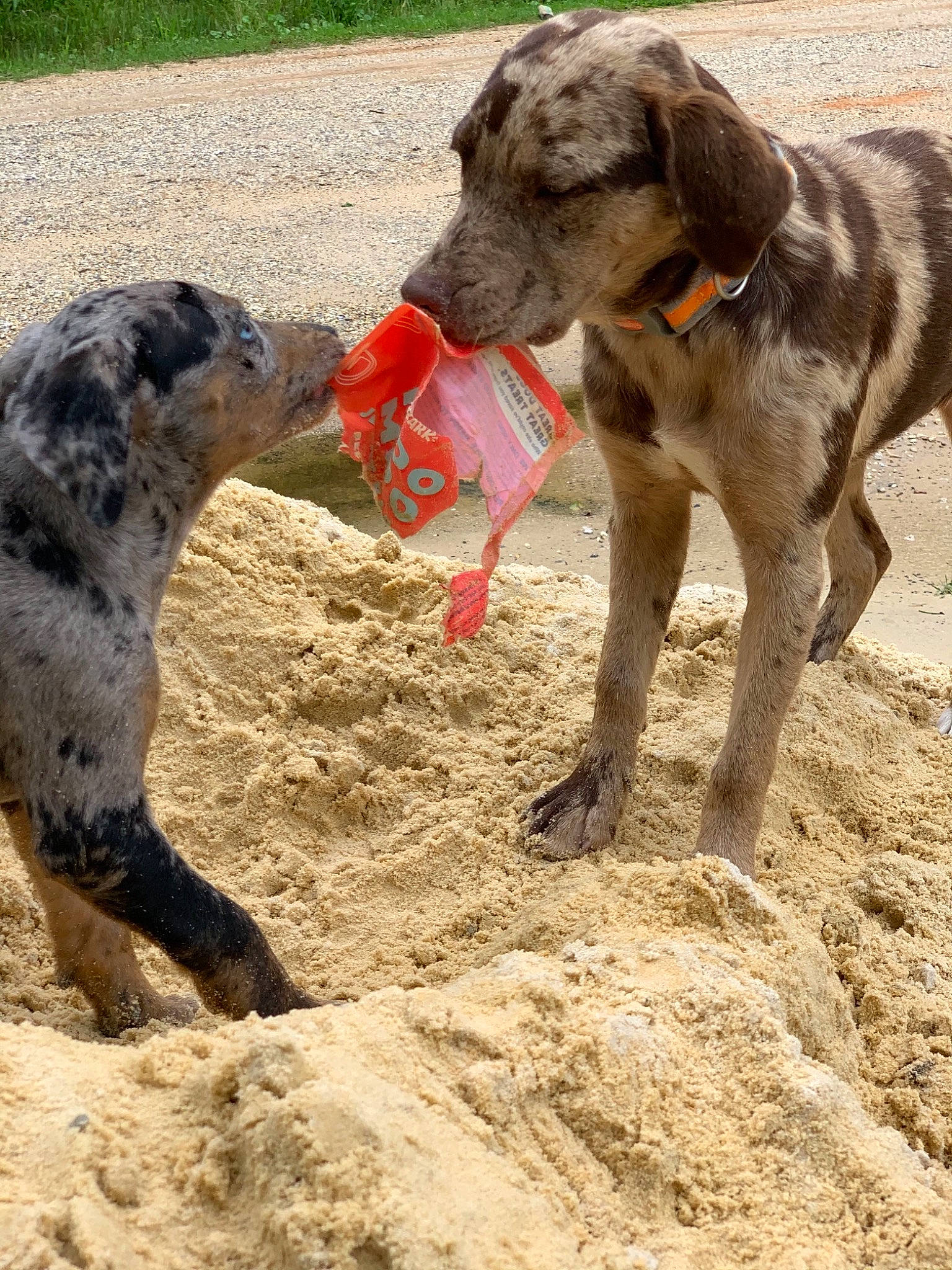 Chopper is registered to the contest to win money with this photo: bovine, canidae, collar, dog, dog_breed, dog_supply, event, landscape, livestock, mammal, mud, pack_animal, pet_supply, sand, snout, soil, sporting_group, stallion, terrestrial_animal, working_animal