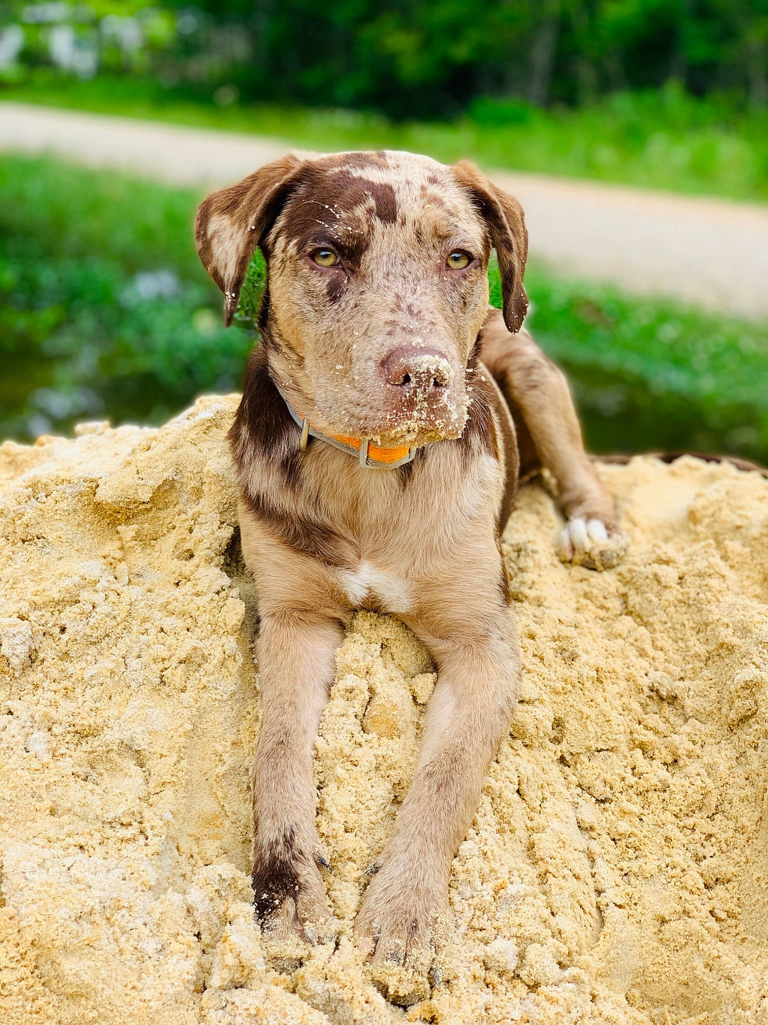 Wicked is registered to the contest to win money with this photo: canidae, carnivore, collar, companion_dog, dog, dog_breed, dog_collar, fawn, grass, gun_dog, liver, plant, snout, soil, sporting_group, tail, terrestrial_animal, tree, wildlife, working_animal