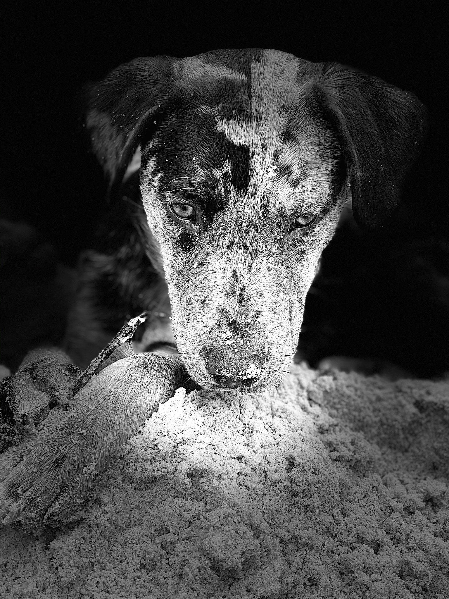 Wicked is registered to the contest to win money with this photo: carnivore, darkness, dog, dog_breed, flash_photography, fur, grey, monochrome, monochrome_photography, non_sporting_group, rock, snout, sporting_group, still_life_photography, street_dog, terrestrial_animal, tints_and_shades, whiskers, wildlife, working_animal