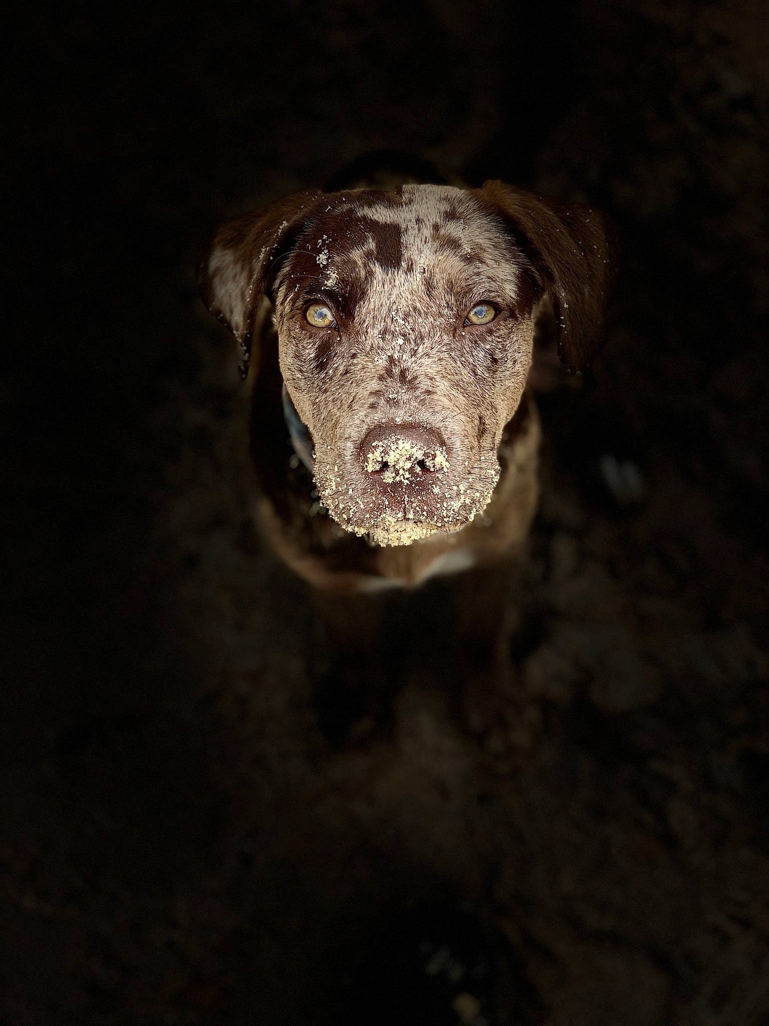 Wicked is registered to the contest to win money with this photo: art, artifact, carnivore, darkness, dog, dog_breed, history, metal, monochrome_photography, rock, snout, sporting_group, terrestrial_animal, whiskers, wildlife, working_animal