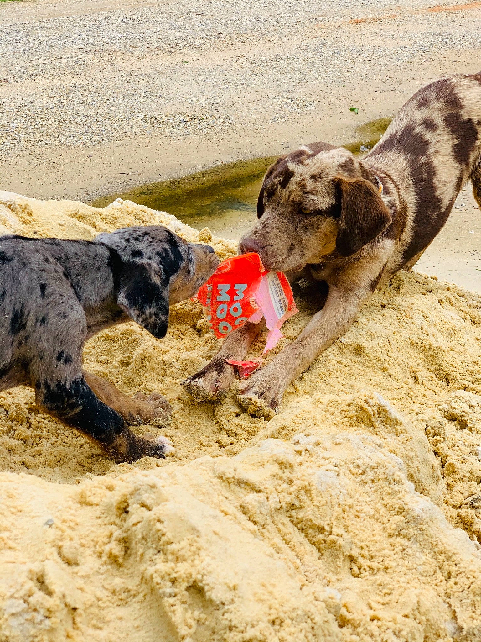 Wicked is registered to the contest to win money with this photo: art, canidae, carnivore, dog, dog_breed, earless_seal, mud, rock, sand, snout, soil, sporting_group, terrestrial_animal, terrier, working_animal