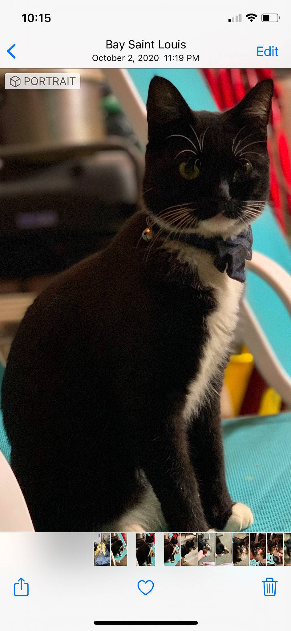 Sylvester is registered to the contest to win money with this photo: black_cat, carnivore, cat, claw, domestic_short_haired_cat, electric_blue, eye, felidae, formal_wear, fur, leg, paw, sitting, small_to_medium_sized_cats, snout, tail, terrestrial_animal, whiskers