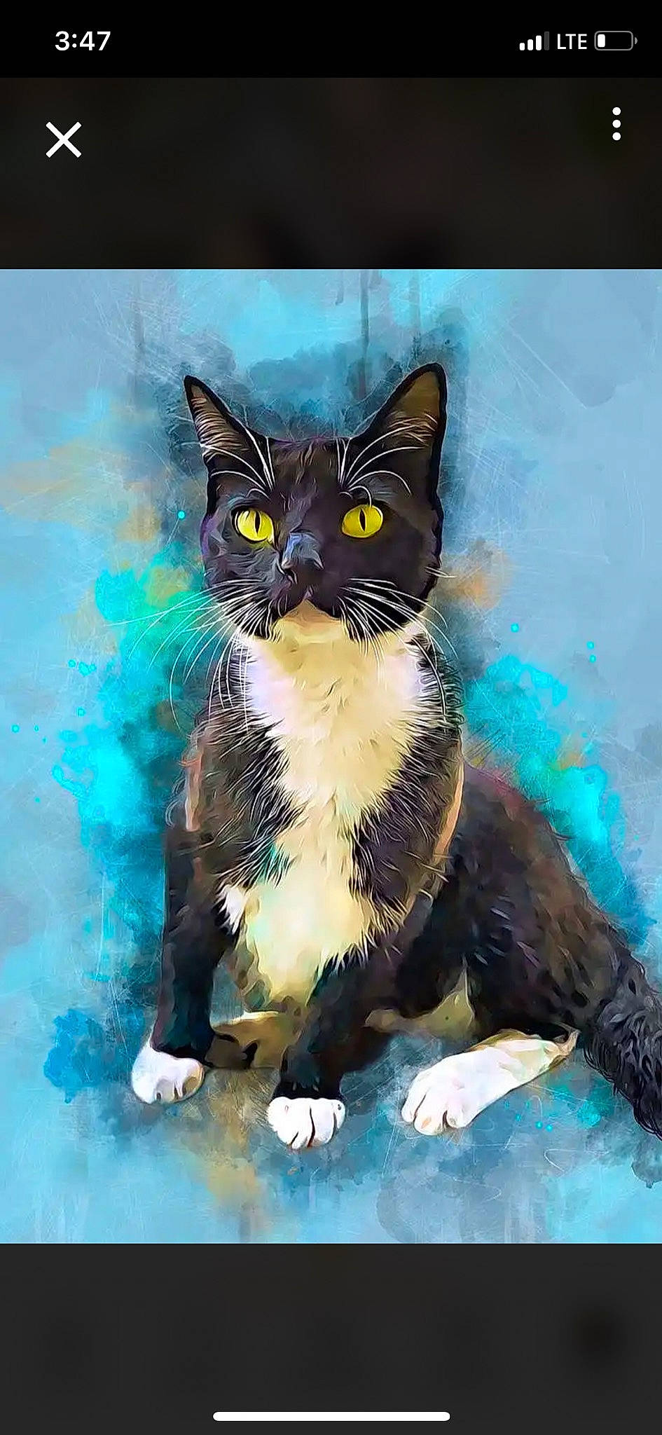Sylvester is registered to the contest to win money with this photo: art, black_cat, carnivore, cat, domestic_short_haired_cat, drawing, electric_blue, felidae, formal_wear, fur, graphics, illustration, paint, painting, paw, small_to_medium_sized_cats, snout, tail, whiskers, window