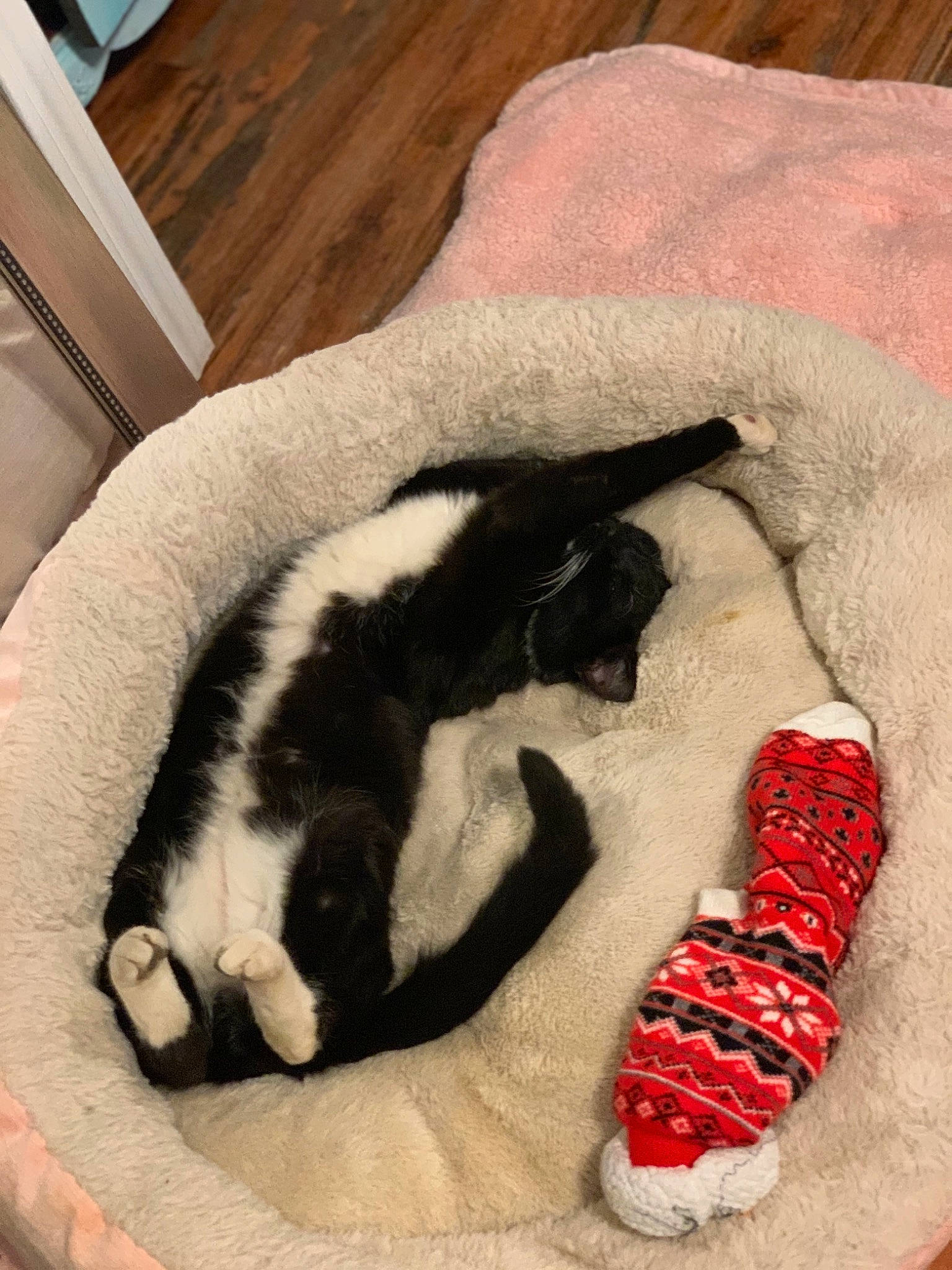 Sylvester is registered to the contest to win money with this photo: carmine, carnivore, cat, comfort, companion_dog, dog_breed, fawn, felidae, flooring, fur, human_leg, linens, paw, small_to_medium_sized_cats, snout, tail, towel, whiskers, wool, woolen
