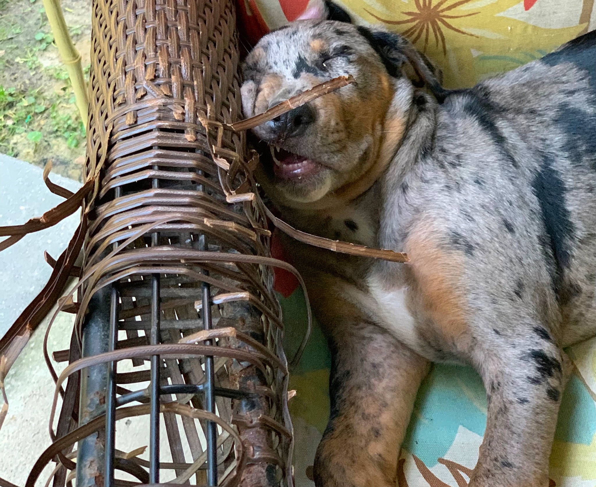 Chops joined the competition — help win amazing prizes! carnivore, collar, companion_dog, dog, dog_breed, dog_collar, fawn, grass, metal, rope, snout, terrestrial_animal, toy_dog, tree, trunk, umbrella, wildlife, wood, working_animal, wrinkle