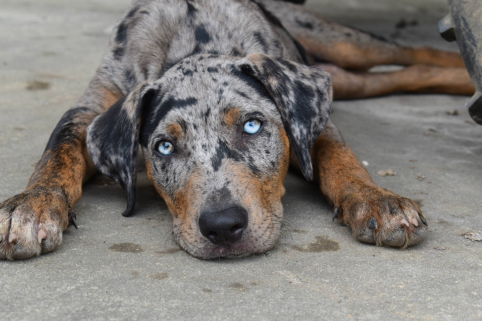 Chops is registered to the contest to win money with this photo: ancient_dog_breeds, canidae, carnivore, companion_dog, dog, dog_breed, fawn, fur, herding_dog, rock, snout, sporting_group, street_dog, terrestrial_animal, treeing_tennessee_brindle, working_animal, working_dog