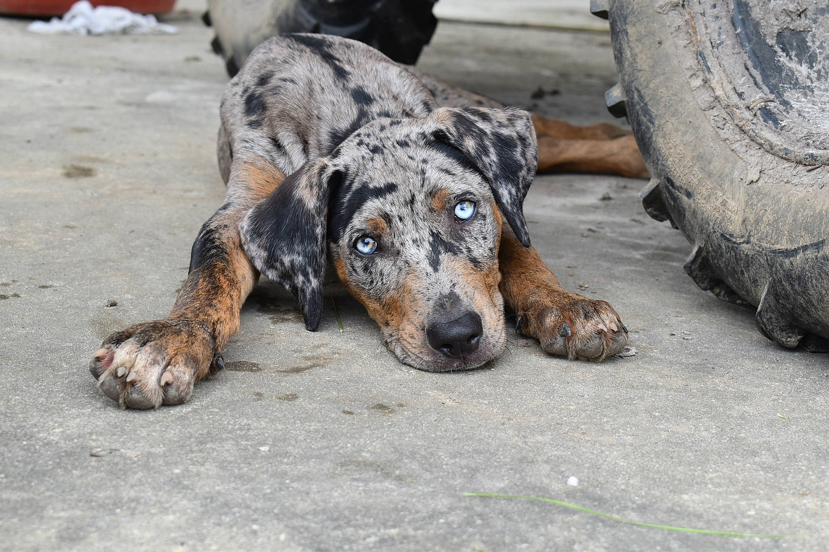 Chops joined the competition — help win amazing prizes! art, canidae, carnivore, companion_dog, dog, dog_breed, drawing, fawn, fur, guard_dog, rock, sitting, snout, sporting_group, street_dog, terrestrial_animal, trunk, wildlife, working_animal, working_dog