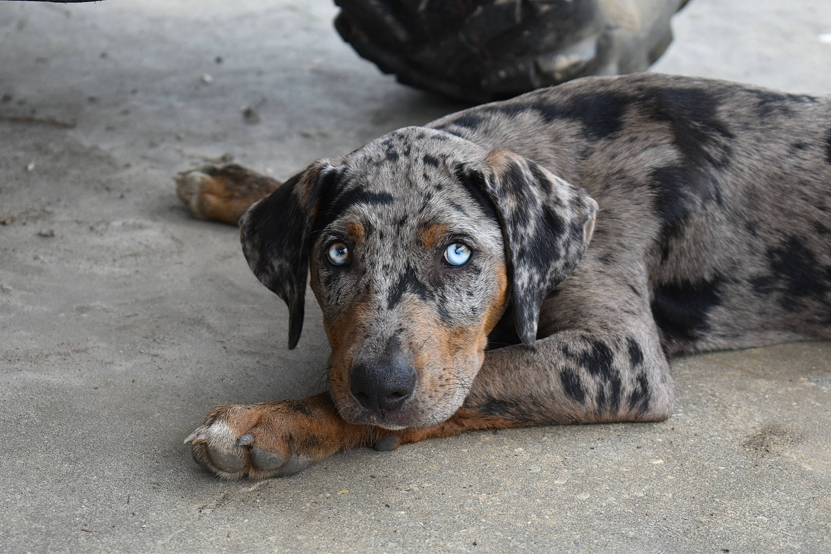 Chops joined the competition — help win amazing prizes! canidae, carnivore, companion_dog, dog, dog_breed, herding_dog, hunting_dog, plant, rock, sporting_group, street_dog, terrestrial_animal, working_animal, working_dog