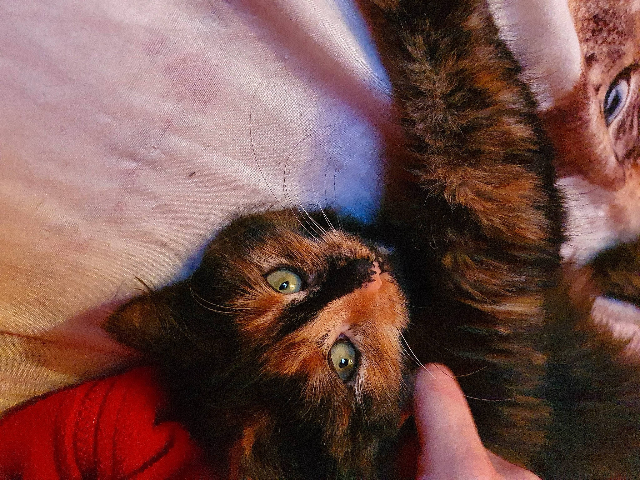 Arizona participe au concours pour gagner de l'argent avec cette photo : canidae, claw, common_chimpanzee, dog_breed, ear, fawn, fur, gesture, liver, orangutan, organism, paw, primate, snout, sporting_group, terrestrial_animal, thumb, whiskers, wildlife, wrinkle