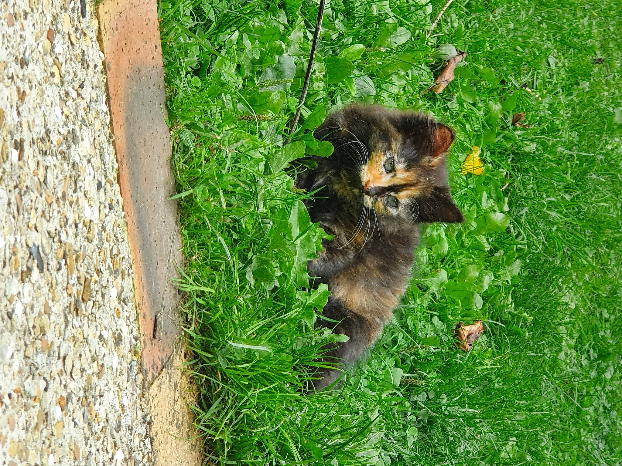 Arizona participe au concours pour gagner de l'argent avec cette photo : canidae, carnivore, companion_dog, dog, dog_breed, dog_supply, fawn, grass, groundcover, old_german_shepherd_dog, plant, snout, sporting_group, tail, terrestrial_animal, tree, trunk, wildlife, window, wood