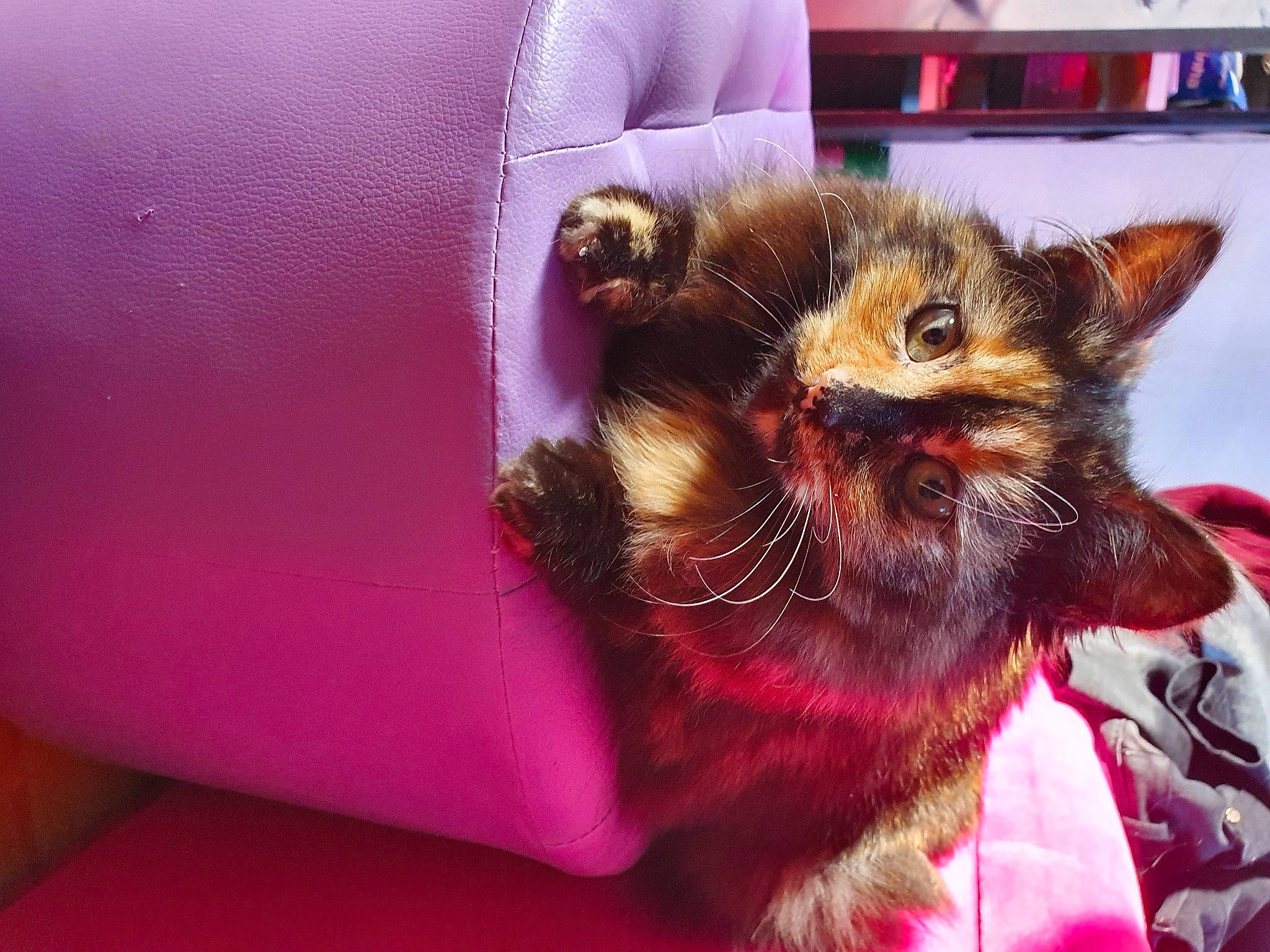 Arizona a rejoint le concours — aidez-le/la à gagner de superbes lots ! carnivore, cat, claw, comfort, companion_dog, couch, domestic_short_haired_cat, fawn, felidae, fur, linens, magenta, paw, pink, purple, room, small_to_medium_sized_cats, tail, whiskers