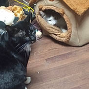 Skittles is registered to the contest to win money with this photo: cat, black_cat, white_cat, gray_cat, cat_house, plush_cat_house, wooden_floor, pet_toys, cable, indoor, pet, feline, animal, mammal, whiskers, ears, floor, cute, domestic_animal, resting