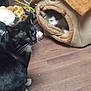 animal, black_cat, cable, cat, cat_house, cute, domestic_animal, ears, feline, floor, gray_cat, indoor, mammal, pet, pet_toys, plush_cat_house, resting, whiskers, white_cat, wooden_floor
