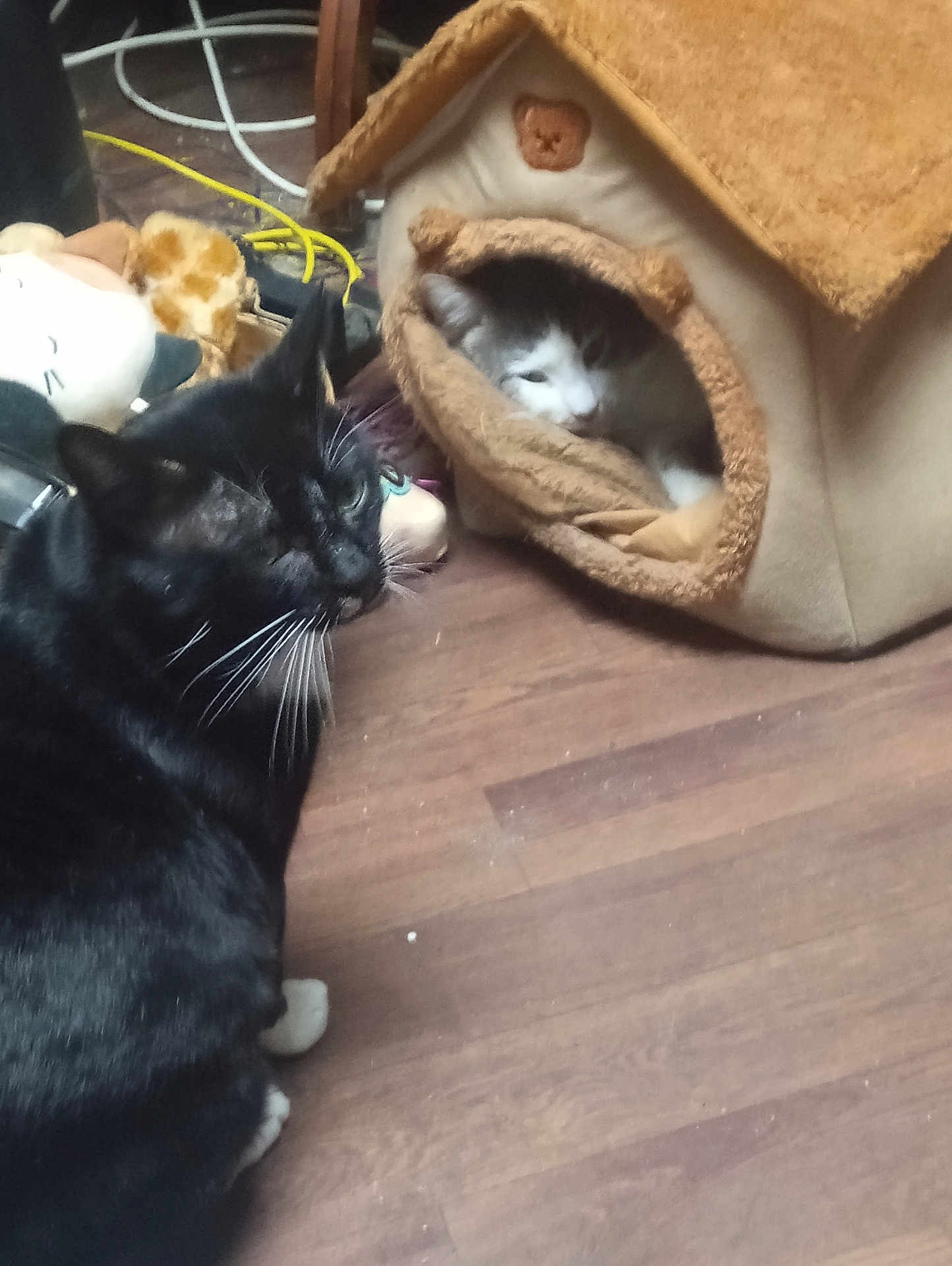 Skittles is registered to the contest to win money with this photo: cat, black_cat, white_cat, gray_cat, cat_house, plush_cat_house, wooden_floor, pet_toys, cable, indoor, pet, feline, animal, mammal, whiskers, ears, floor, cute, domestic_animal, resting