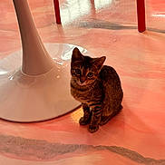 Belle is registered to the contest to win money with this photo: kitten, cat, tabby, floor, table_base, red_chair_legs, indoor, pet, animal, curious, sitting, feline, young, cute, shiny_floor, modern_furniture, warm_lighting, domestic, small, cozy