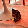 kitten, cat, tabby, floor, table_base, red_chair_legs, indoor, pet, animal, curious, sitting, feline, young, cute, shiny_floor, modern_furniture, warm_lighting, domestic, small, cozy