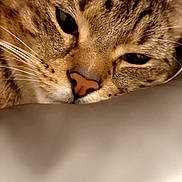 Yasmin Mustafa is registered to the contest to win money with this photo: animal, cat, close_up, cozy, cute, domestic, ears, face, feline, fur, indoor, lying_down, nose, pet, relaxation, resting, sleepy, soft, tabby, whiskers