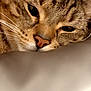 animal, cat, close_up, cozy, cute, domestic, ears, face, feline, fur, indoor, lying_down, nose, pet, relaxation, resting, sleepy, soft, tabby, whiskers
