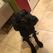 Nebbie joined the competition — help win amazing prizes! dog, black_dog, pet, indoor, tile_floor, white_paws, white_chest, looking_up, attentive, floor, chair, wall, corner, domestic_animal, canine, companion, cute, animal, household, sitting