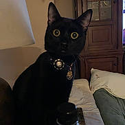 Mouse is registered to the contest to win money with this photo: black_cat, blanket, cabinet, cat, close_up, collar, couch, curious, domestic_animal, furniture, indoor, lamp, living_room, night, pet, pillow, shadow, tag, water_bottle, wide_eyes