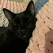 Mouse joined the competition — help win amazing prizes! black_cat, cat, pet, animal, feline, cozy, blanket, knitted_blanket, texture, soft, sleepy, resting, indoor, close_up, whiskers, ear, nose, fur, cute, relaxed