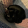 Mouse is registered to the contest to win money with this photo: animal, black_cat, blanket, cat, comfort, cozy, crochet, curled_up, cute, eyes, fur, indoor, pastel_colors, pet, relaxed, resting, soft, texture, warm, whiskers