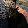 animal, black_cat, blanket, cat, collar, comfort, cozy, crochet, domestic_cat, feline, fur, home, indoor, looking_up, pentagram_charm, pet, relaxing, soft_texture, whiskers, yellow_eyes