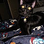 Mouse joined the competition — help win amazing prizes! black_cat, cat, pet, animal, indoor, collar, tag, blanket, patterned_blanket, yellow_eyes, whiskers, night, feline, cute, domestic_cat, fur, bedroom, resting, looking, curious
