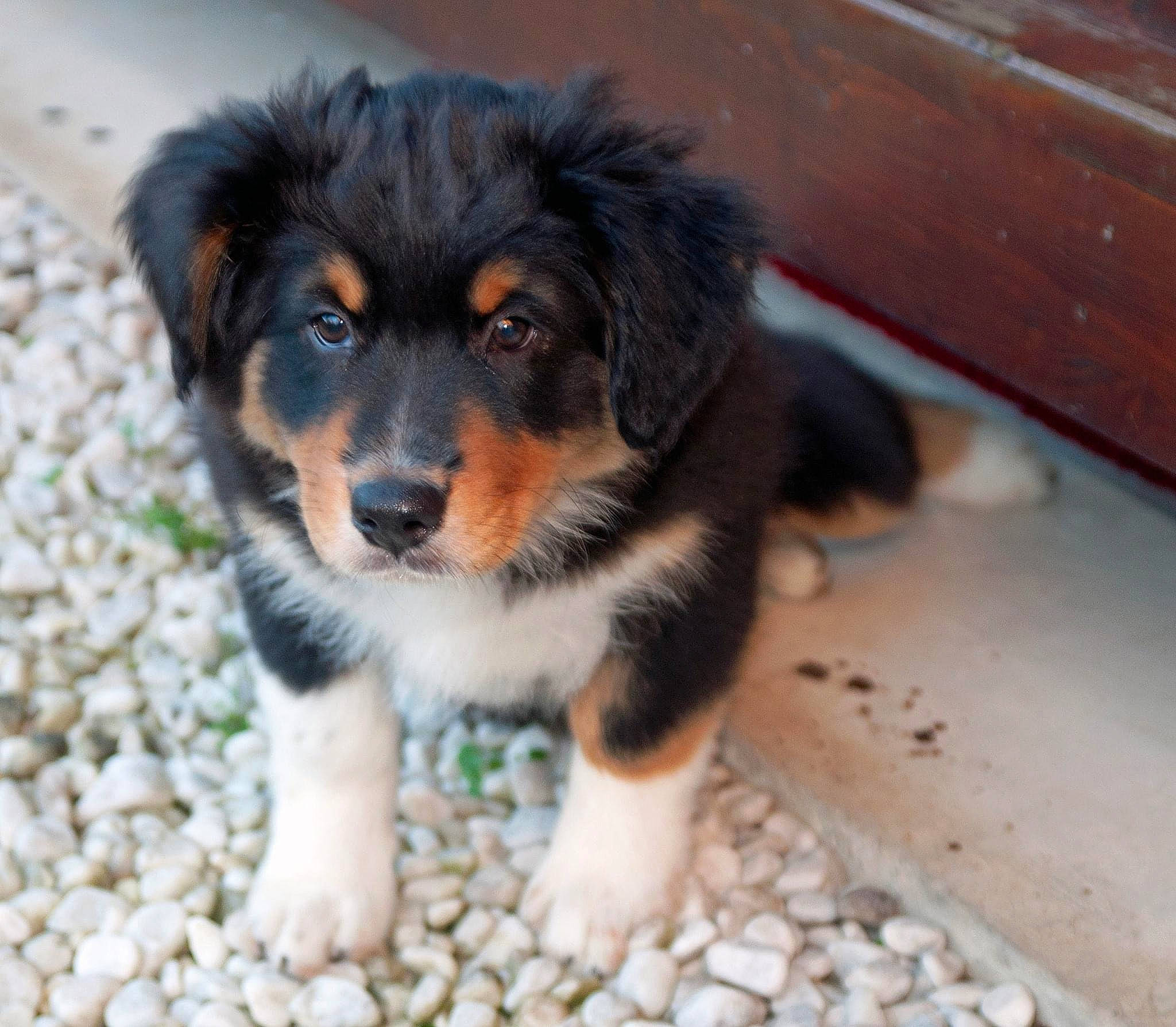 Pitchou a rejoint le concours — aidez-le/la à gagner de superbes lots ! ancient_dog_breeds, canidae, carnivore, clock, companion_dog, dog, dog_breed, fur, hardwood, herding_dog, plank, puppy, snout, sporting_group, terrestrial_animal, whiskers, wood, wood_stain, working_dog