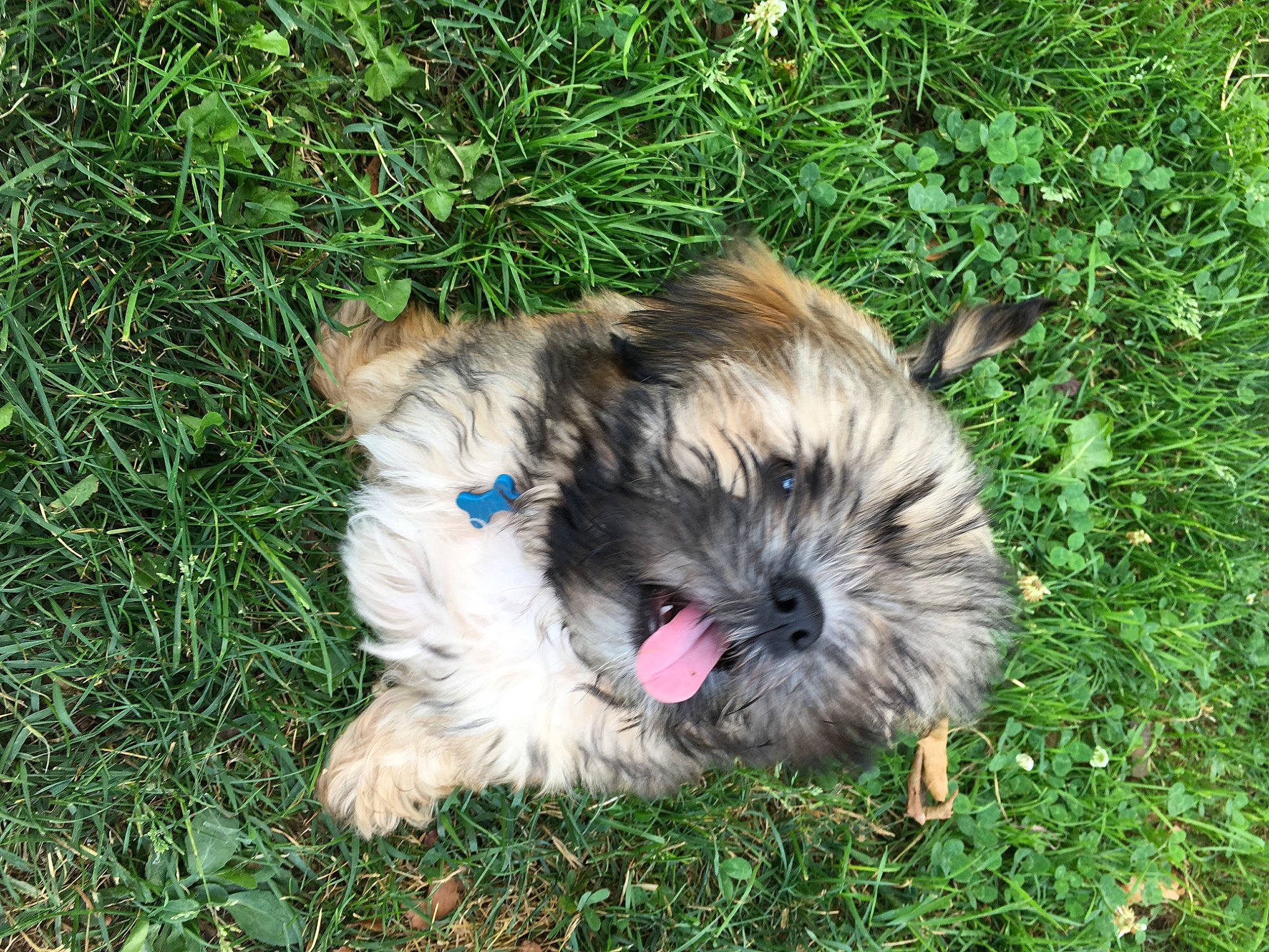 Nino a rejoint le concours — aidez-le/la à gagner de superbes lots ! bolonka, canidae, carnivore, chinese_imperial_dog, companion_dog, dog, dog_breed, glen_of_imaal_terrier, grass, lhasa_apso, liver, mammal, morkie, non_sporting_group, puppy, schnoodle, shih_tzu, sporting_lucas_terrier, toy_dog, vertebrate