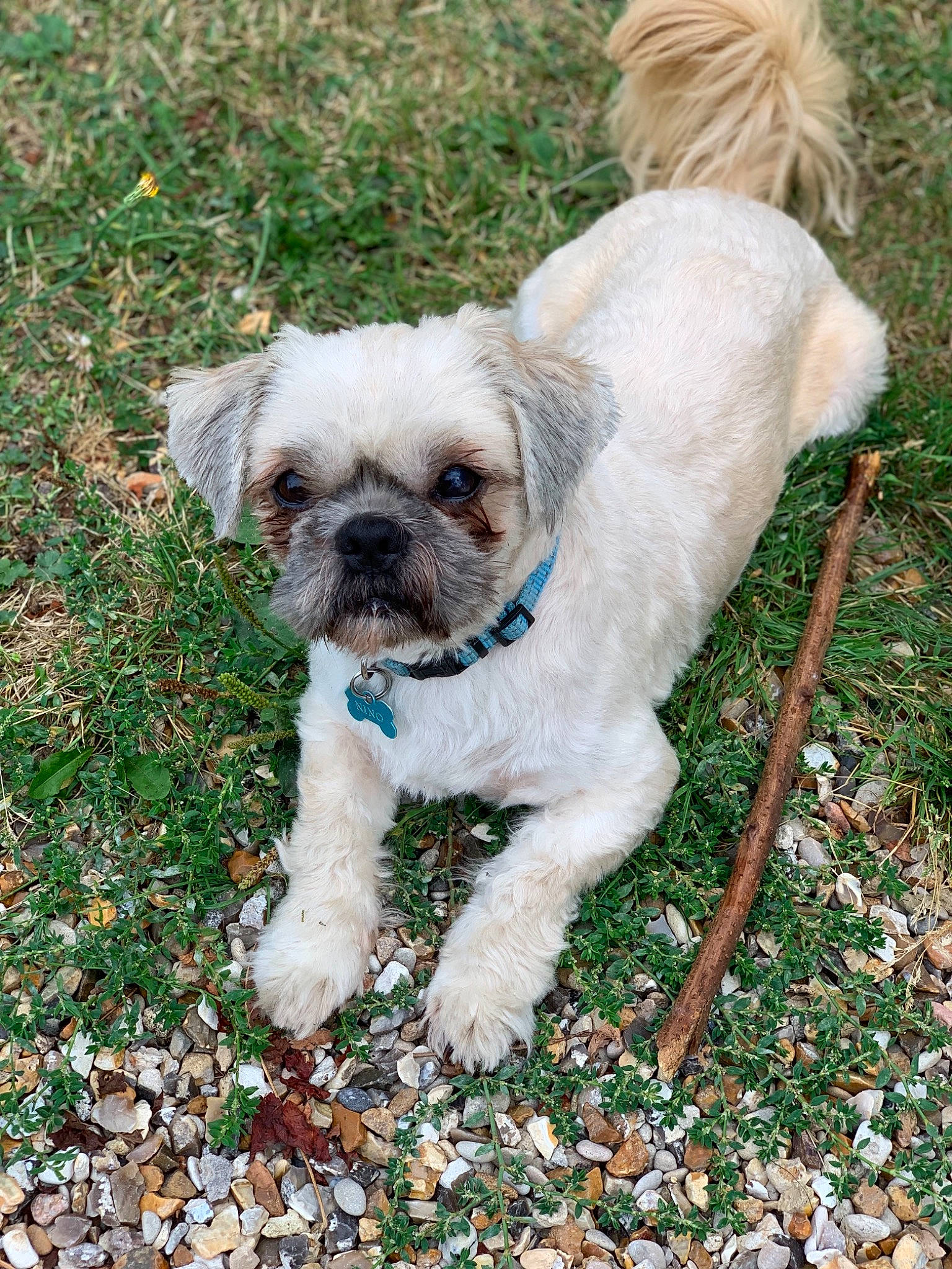 Nino participe au concours pour gagner de l'argent avec cette photo : canidae, carnivore, chinese_imperial_dog, companion_dog, dog, dog_breed, grass, havanese, lhasa_apso, mammal, non_sporting_group, poodle_crossbreed, puppy, rare_breed_dog, shih_tzu, snout, sporting_group, tibetan_terrier, toy_dog