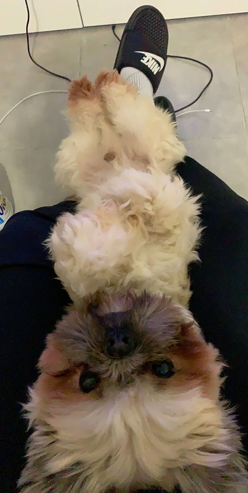 Nino a rejoint le concours — aidez-le/la à gagner de superbes lots ! bolonka, canidae, carnivore, cat, companion_dog, dog, dog_breed, ear, felidae, fur, lhasa_apso, maltepoo, maltese, non_sporting_group, persian, puppy, shih_tzu, small_to_medium_sized_cats, toy_dog, whiskers