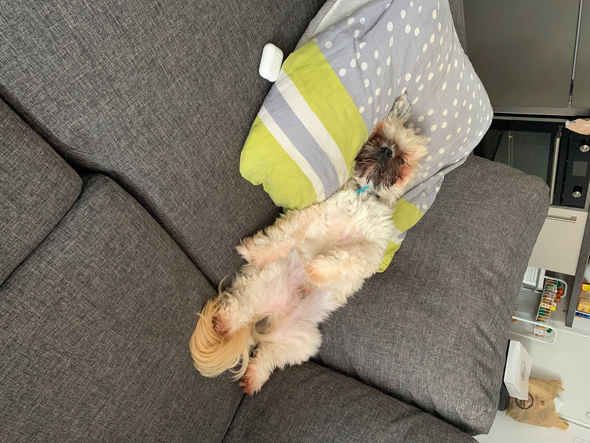 Nino participe au concours pour gagner de l'argent avec cette photo : canidae, carnivore, companion_dog, dog, dog_breed, fur, non_sporting_group, puppy, tail, toy_dog