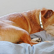 Tails is registered to the contest to win money with this photo: dog, sleeping, bed, blanket, collar, fur, resting, cozy, indoor, pet, animal, comfortable, relaxed, brown, white, soft, paw, muzzle, ears, quiet