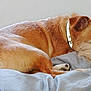 dog, sleeping, bed, blanket, collar, fur, resting, cozy, indoor, pet, animal, comfortable, relaxed, brown, white, soft, paw, muzzle, ears, quiet