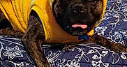 Dr Pepper is registered to the contest to win money with this photo: animal, bed, blue, brown, canine, costume, cute, dog, duck, face, floral, fur, indoors, pet, playful, portrait, resting, sleepwear, tongue_out, yellow