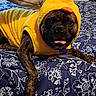 animal, bed, blue, brown, canine, costume, cute, dog, duck, face, floral, fur, indoors, pet, playful, portrait, resting, sleepwear, tongue_out, yellow