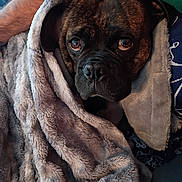 Dr Pepper is registered to the contest to win money with this photo: animal, arm, black, blanket, brown, closeup, comfort, cozy, dog, ears, expression, face, fur, indoor, person, pet, resting, snug, soft, warm