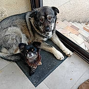 Sylvie Sirba a rejoint le concours — aidez-le/la à gagner de superbes lots ! dog, two_dogs, small_dog, large_dog, black_mat, glass_door, indoor, tile_floor, wall, resting, pet, animal, fur, cute, companions, looking_up, floor_mat, door_frame, relaxed, curious