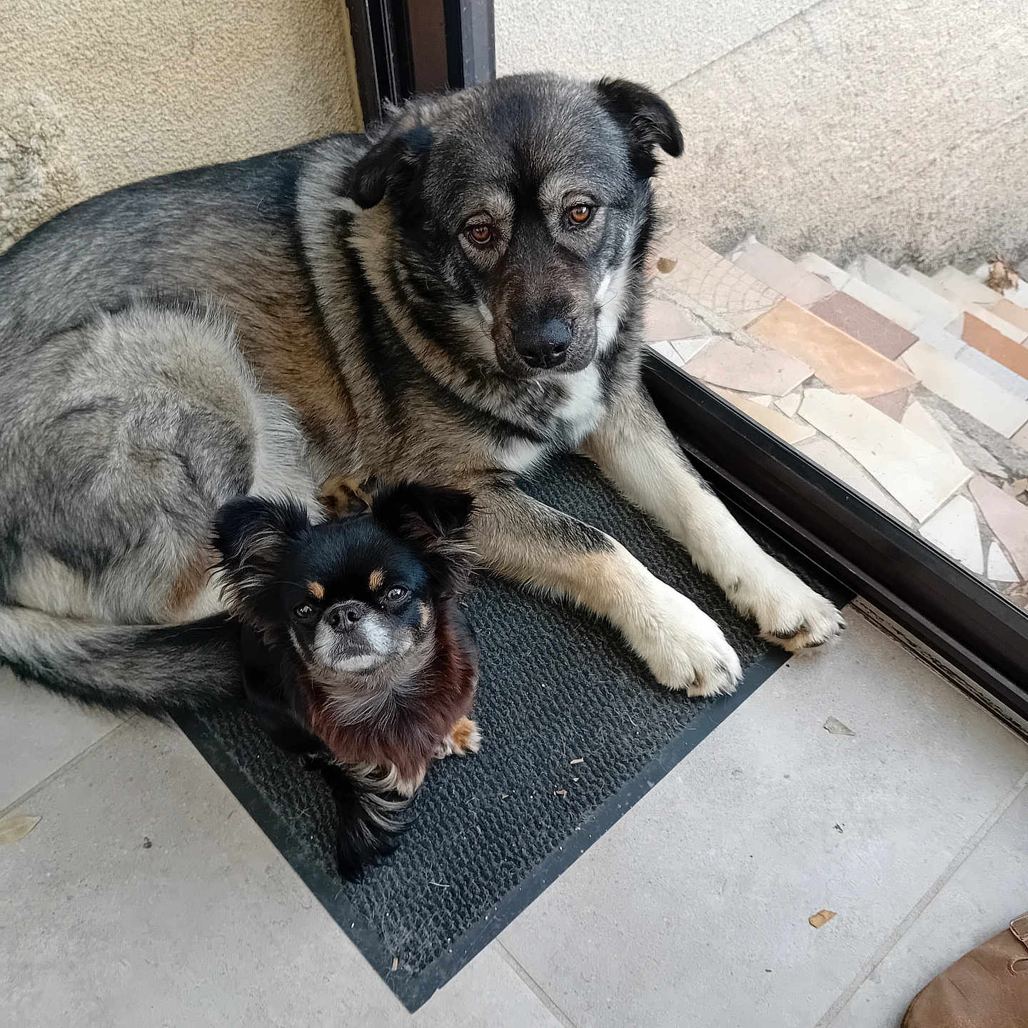 Sylvie Sirba a rejoint le concours — aidez-le/la à gagner de superbes lots ! dog, two_dogs, small_dog, large_dog, black_mat, glass_door, indoor, tile_floor, wall, resting, pet, animal, fur, cute, companions, looking_up, floor_mat, door_frame, relaxed, curious