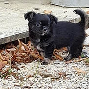 Ava participe au concours pour gagner de l'argent avec cette photo : puppy, dog, black_fur, small_dog, outdoor, gravel, leaves, curious, animal, pet, young_dog, tail, nature, ground, walking, side_view, cute, fur, canine, daylight