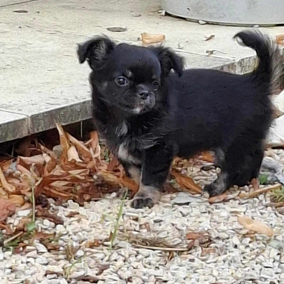 Ava participe au concours pour gagner de l'argent avec cette photo : animal, black_fur, canine, curious, cute, daylight, dog, fur, gravel, ground, leaves, nature, outdoor, pet, puppy, side_view, small_dog, tail, walking, young_dog
