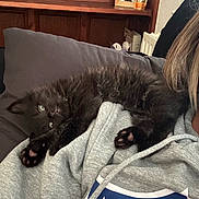 Avan joined the competition — help win amazing prizes! kitten, black_cat, pet, animal, sleeping, cozy, indoor, couch, clothing, hoodie, person, relaxing, paw, face, furniture, wooden_cabinet, green_eyes, cute, fluffy, comfort