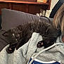 kitten, black_cat, pet, animal, sleeping, cozy, indoor, couch, clothing, hoodie, person, relaxing, paw, face, furniture, wooden_cabinet, green_eyes, cute, fluffy, comfort
